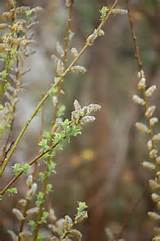 pussy-willow-flower-9