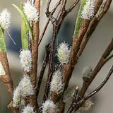 Artificial Pussy Willow with Twigs Floral Pick