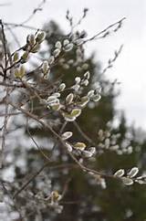 Salix-discolor-Pussy-willow-male-catkins