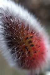 Macro of French Pink Pussy Willow