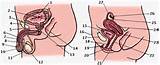 reproductive system left male right female 1 bladder 2 seminal vesicle ...