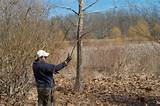 How To Herald Spring? Grow Pussy Willows!