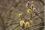 Pussy willow branches force and root quickly for pretty cut flowers ...