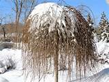 Weeping Pussy Willow