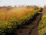 Native Woody Plants of Southern Alberta