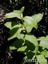 Salix caprea - French Pussy Willow - Woody Trees, Shrubs & Vines ...