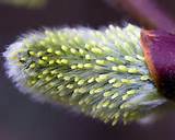 Pussy Willow Bud Background Wallpaper