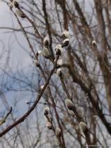 Pussy Willows in the wild growing in Cap Tourmente National Park