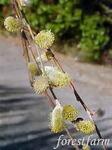 Salix caprea pendula - Weeping Pussy Willow - Woody Trees, Shrubs ...