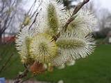 Pussy Willow Flower Pictures