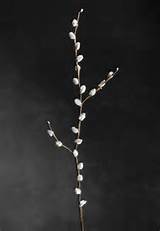 Vintage Silver Pussy Willow Branch 29 in.