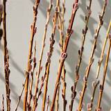 Home > DECORATIVE BRANCHES > Pussy Willow Branches >