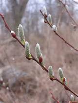 pussy-willow-flower-14.jpg