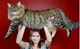 considered the biggest breed so that s your best shot at a huge cat