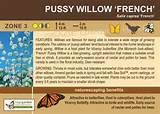 Sage Garden - Pussy Willow, French Pink