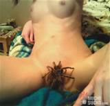 spider pussy