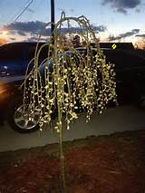 Weeping Pussy Willow Tree....this photo represents early Spring blooms ...