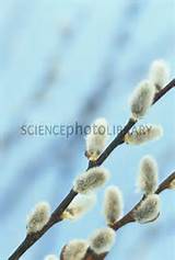 Pussy Willow flowers (Salix)