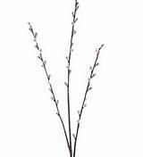 ... > Home & Lifestyle > Floristry Kit > Everlasting Pussy Willow Branch