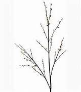 Pussy Willow Spray - 3 sprigs per branch - Cream