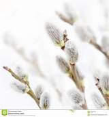 Beautiful fresh pussy willow flowers branches. Soft floral spring ...