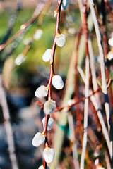 Click to view full-size photo of French Pussy Willow (Salix caprea) at ...