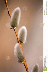 Pussy Willow