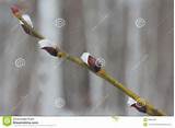 spring-willow-branch-close-up-pussy-willow-catkins-shallow-depth-field ...