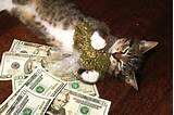 ... pussy money weed http potterest com pin just a little pussy money weed