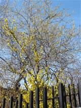 Forsythia & Pussy Willow Tree