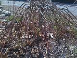 Full size picture of Goat Willow, French Pussy Willow 'Kilmarnock ...