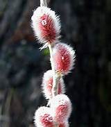 ... > Rare Burgundy Mt Asama Pussy Willow â€“ Easy to Grow â€“ 4â€³ Pot