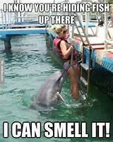 Funny dolphin and girl meme
