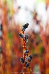 Black Pussy Willow (Salix gracilistyla 'Melanostachys')