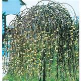 Shop 28.5-Gallon Pink Weeping Pussy Willow Tree (LW01654) at Lowes.com