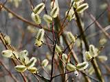 the name pussy willow is used for willows usually salix