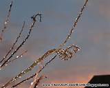 Growing Pussy Willows and Curly Willows