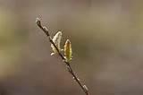 Pussy Willow