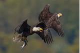 thepredatorblog:Bald eagles (by alextbaum)