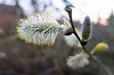 pussy willow catkin/flower