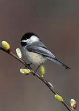 SALE 30 OFF Chickadee Black Capped and Pussy Willow by NatureIsArt, $ ...