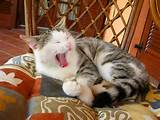 cute funny cat yawning sleepy cat in basket by fire pictures
