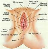 Female External Sexual Anatomy