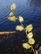 Pussy Willow male flowers (probably: Salix discolor )