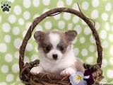 Chihuahua Puppies For Sale In PA