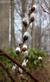 Full size picture of Goat Willow, French Pussy Willow ( Salix caprea )