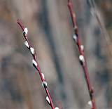 spring pussy willows killdeer spring pussy willows are starting to