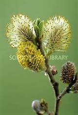 Pussy willow flowers