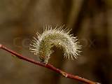 Stock Image Of The Flower Pussy Willow On Dark Background