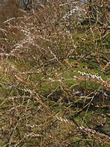 Pussy Willow Bush Buds